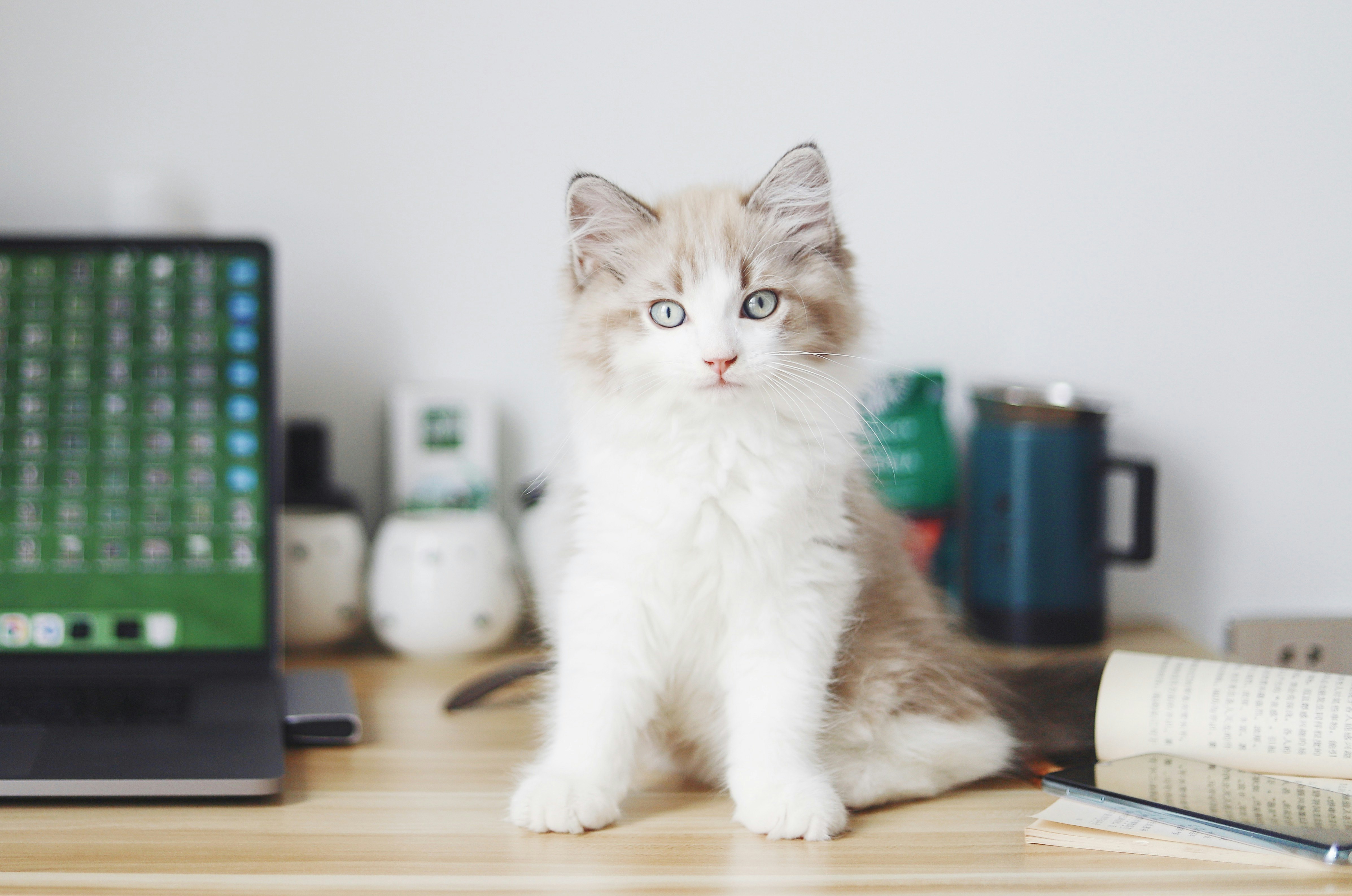 white and brown cat on brown wooden table